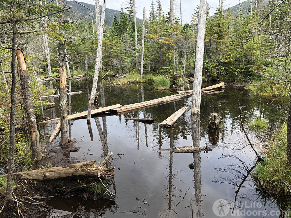 Floating Bog Bridges