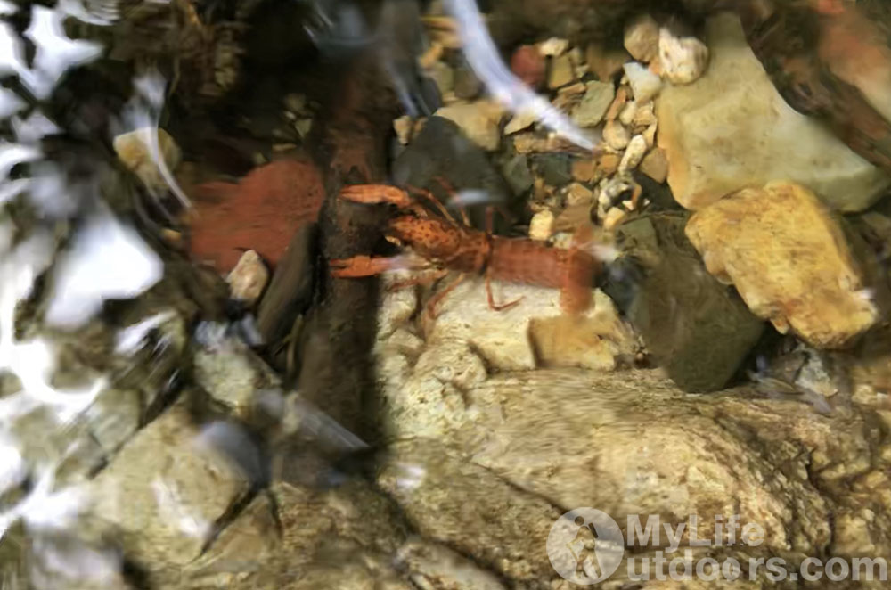 Catching Crawfish in a creek on the Eagle Rock Loop