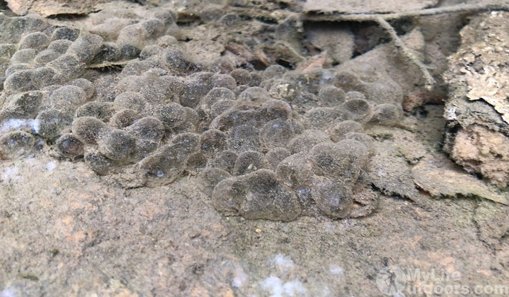 Frog Eggs Eagle Rock Loop