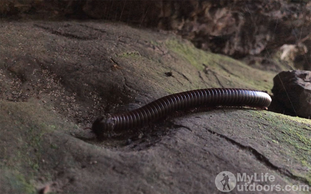 Millipede along the Eagle Rock Loop