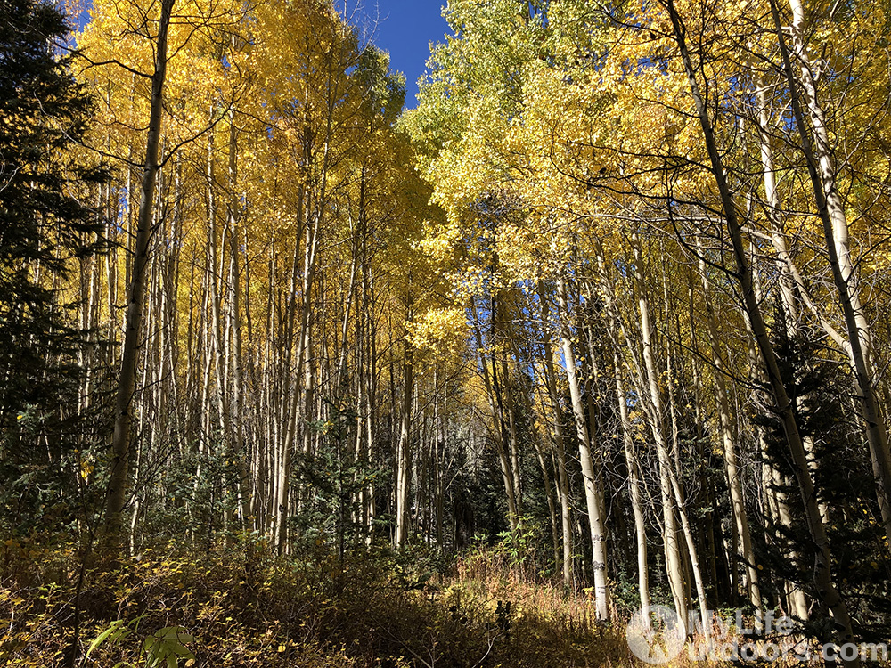 Fall Color Aspen Grov