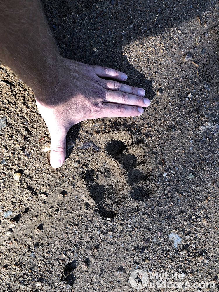 Bear Track