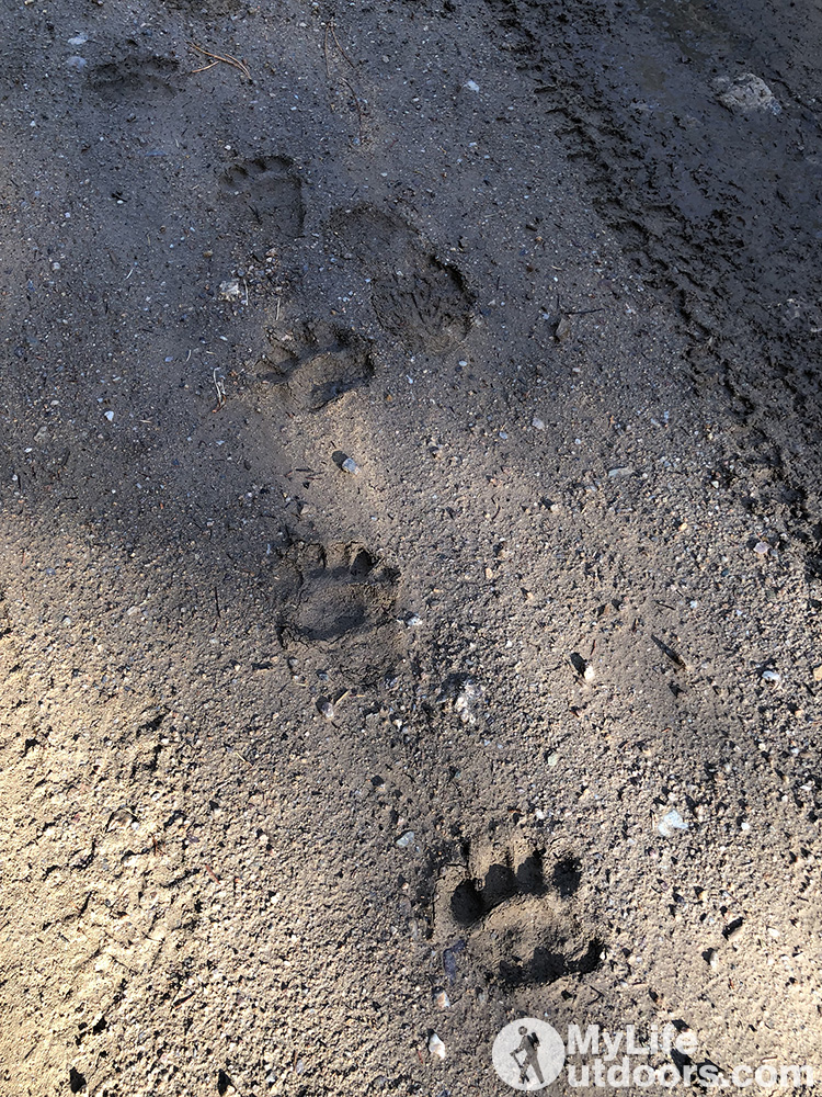 Bear Tracks in the Road