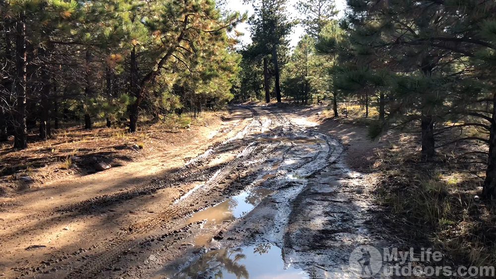 Muddy Forest Service Road